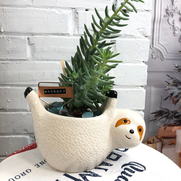 Elaine’s Retro Plants more & more & more