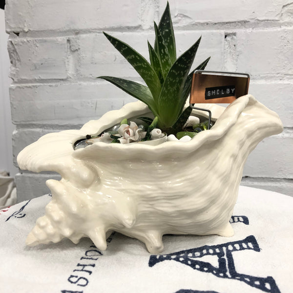Elaine’s Retro Plants more & more & more & more