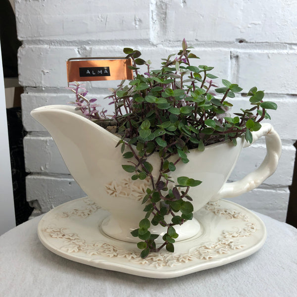 Elaine’s Retro Plants more