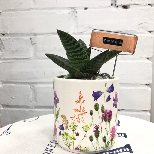 Elaine’s Retro Plants more & more & more & more