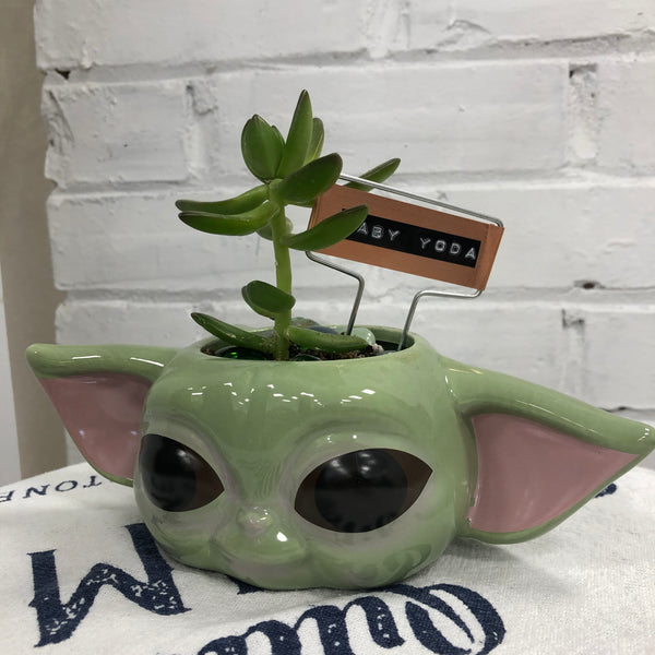 Elaine’s Retro Plants more & more & more & more
