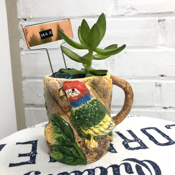 Elaine’s Retro Plants more & more & more & more