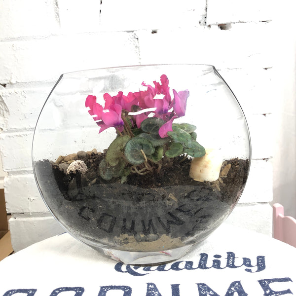 Elaine’s Retro Plants more & more