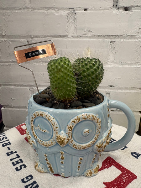 Elaine’s Retro Plants more & more & more & more