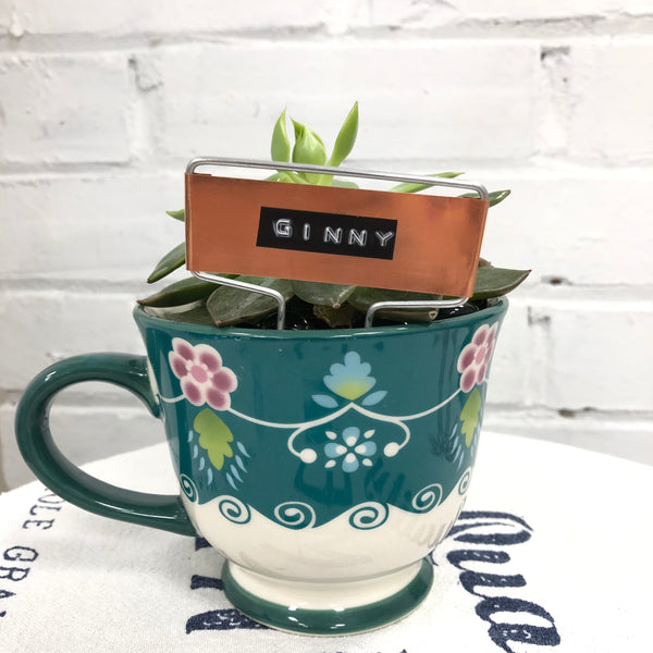Elaine’s Retro Plants more & more & more & more