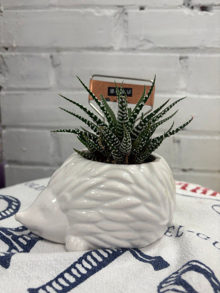 Elaine’s Retro Plants more & more & more & more