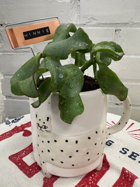 Elaine’s Retro Plants more & more & more & more