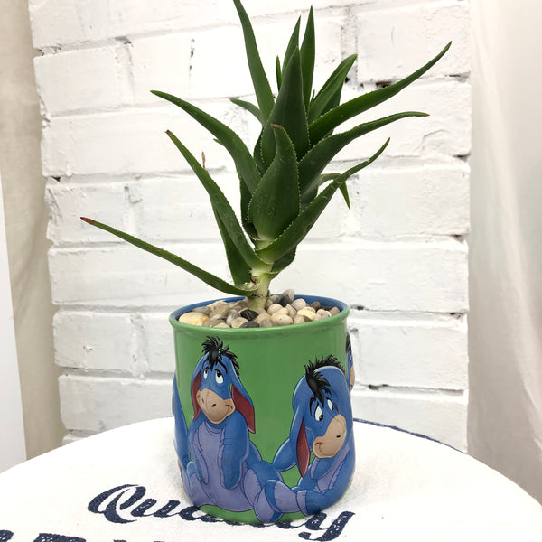 Elaine’s Retro Plants more & more & more & more