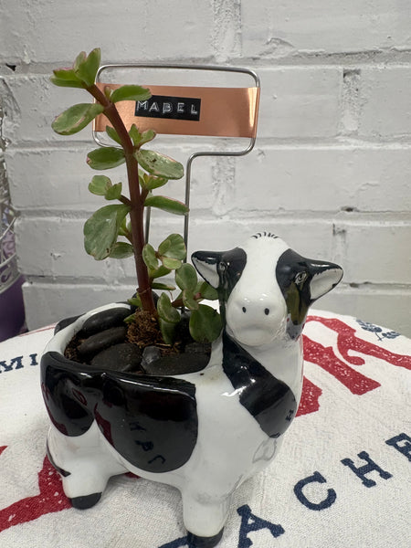 Elaine’s Retro Plants more & more & more & more