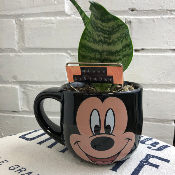 Elaine’s Retro Plants more