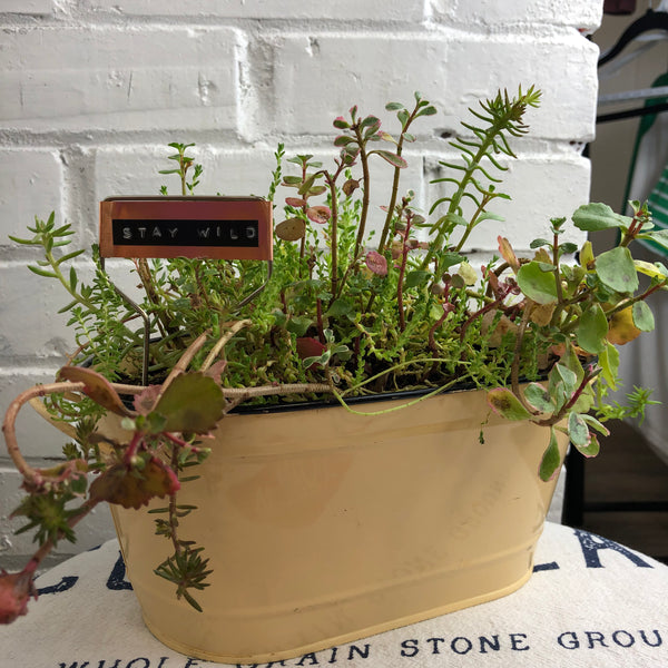 Elaine’s Retro Plants more