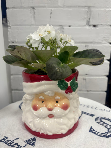 Elaine’s Retro Plants more & more & more & more