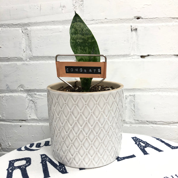 Elaine’s Retro Plants more