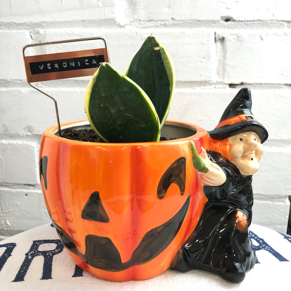 Elaine’s Retro Plants more