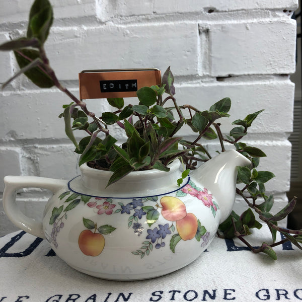 Elaine’s Retro Plants more