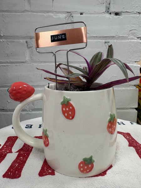 Elaine’s Retro Plants more & more & more & more