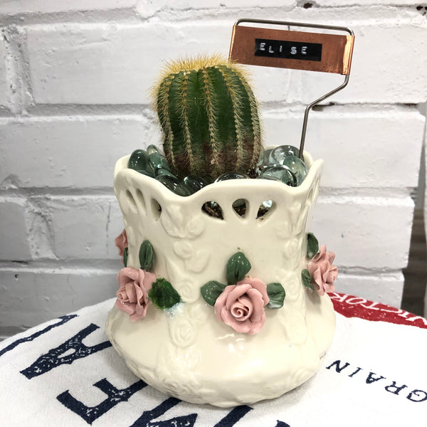 Elaine’s Retro Plants more & more