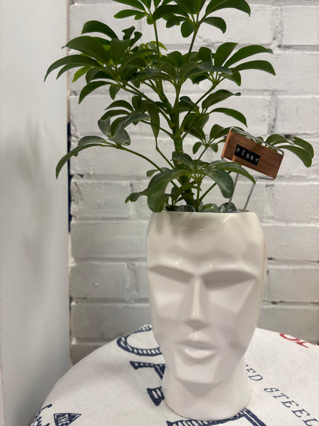 Elaine’s Retro Plants more & more & more & more