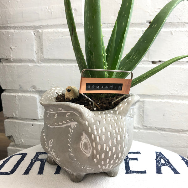 Elaine’s Retro Plants more