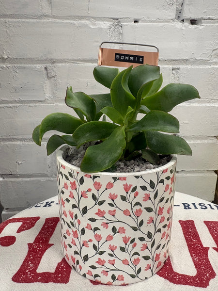 Elaine’s Retro Plants more & more & more & more