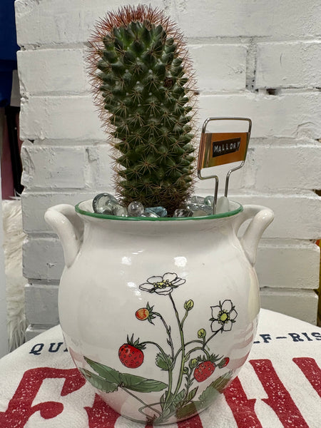 Elaine’s Retro Plants more & more & more & more