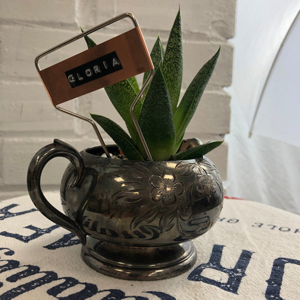 Elaine’s Retro Plants more & more