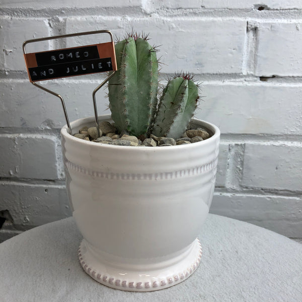 Elaine’s Retro Plants more