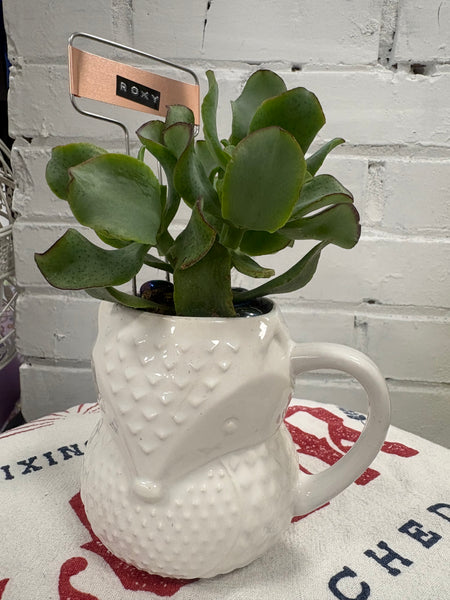 Elaine’s Retro Plants more & more & more & more