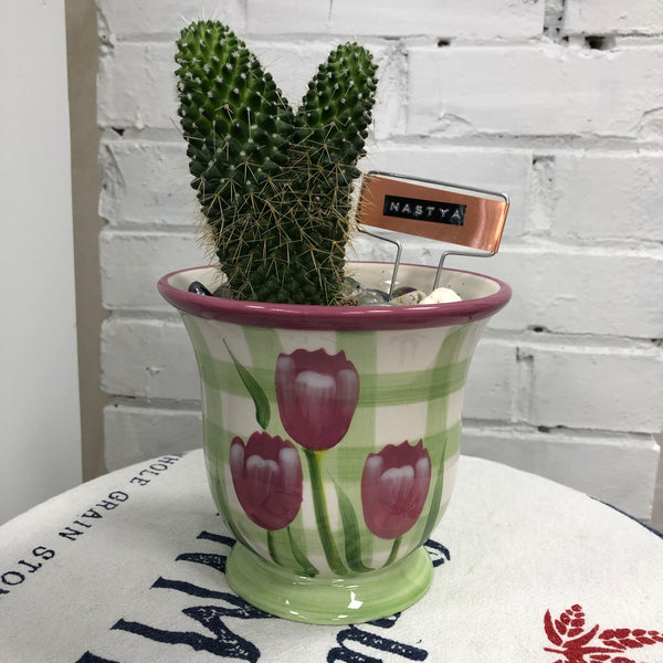 Elaine’s Retro Plants more & more & more & more