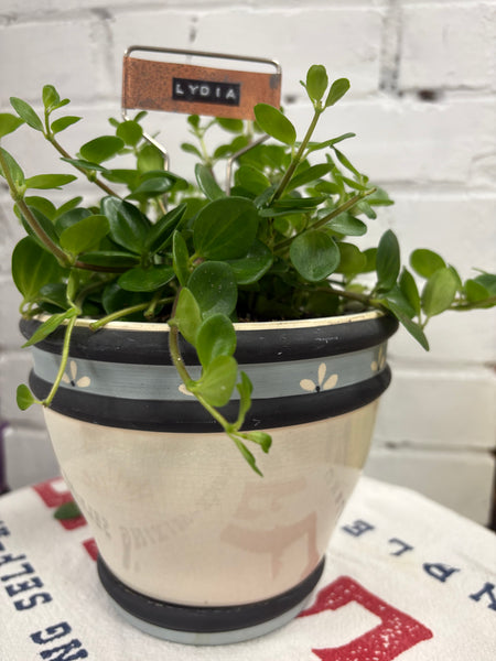 Elaine’s Retro Plants more & more & more & more