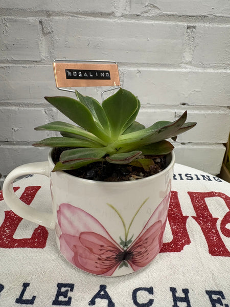 Elaine’s Retro Plants more & more & more & more