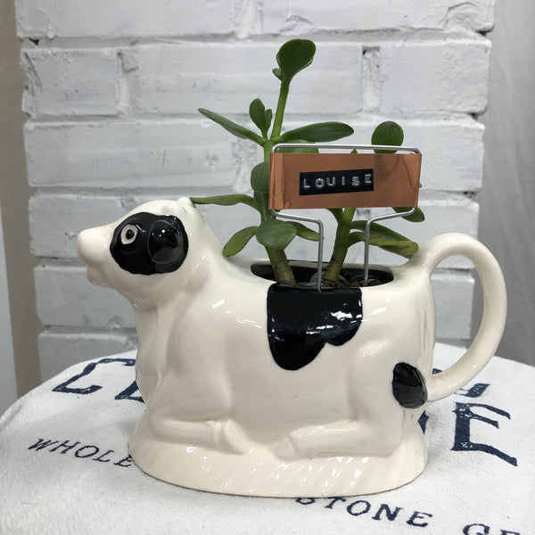 Elaine’s Retro Plants more & more & more & more