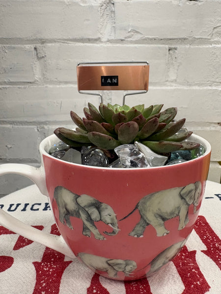 Elaine’s Retro Plants more & more & more & more