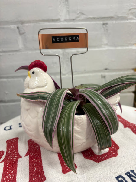 Elaine’s Retro Plants more & more & more & more