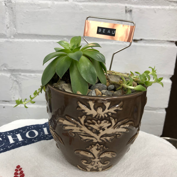 Elaine’s Retro Plants more