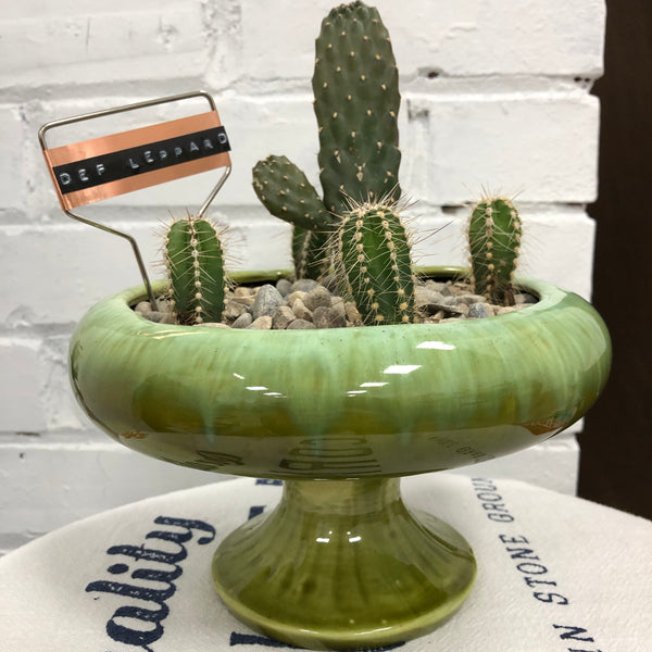 Elaine’s Retro Plants more