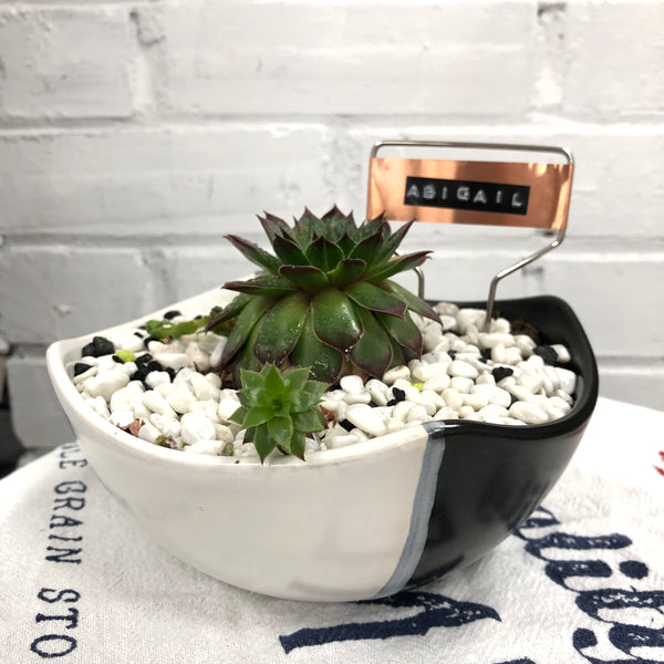 Elaine’s Retro Plants more & more