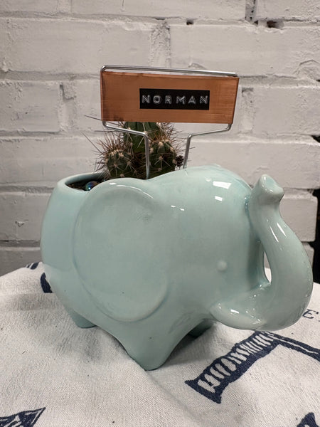 Elaine’s Retro Plants more & more & more & more