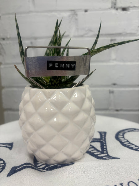 Elaine’s Retro Plants more & more & more & more