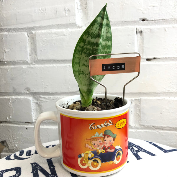Elaine’s Retro Plants more