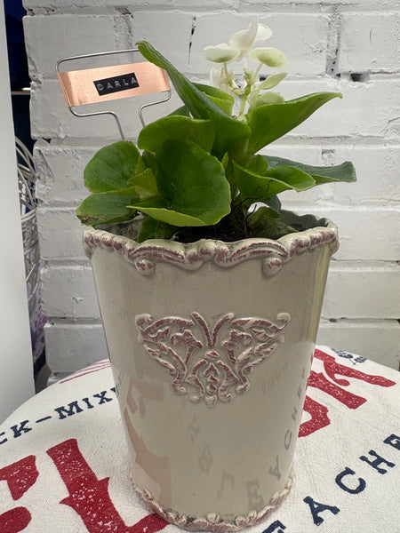 Elaine’s Retro Plants more & more & more & more
