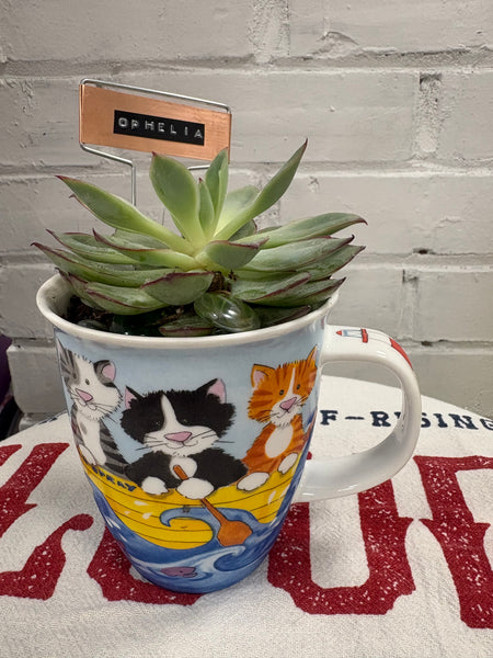 Elaine’s Retro Plants more & more & more & more