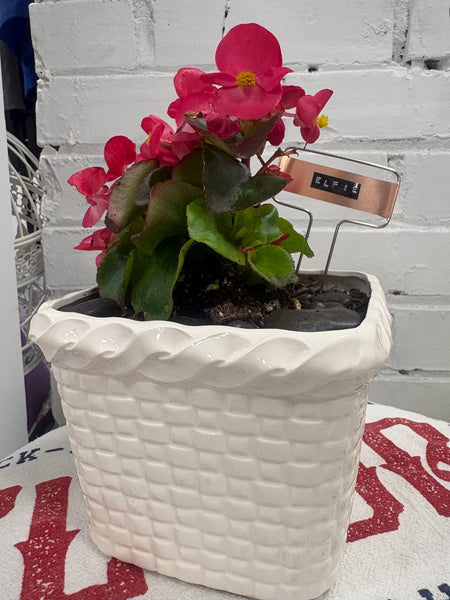 Elaine’s Retro Plants more & more & more & more
