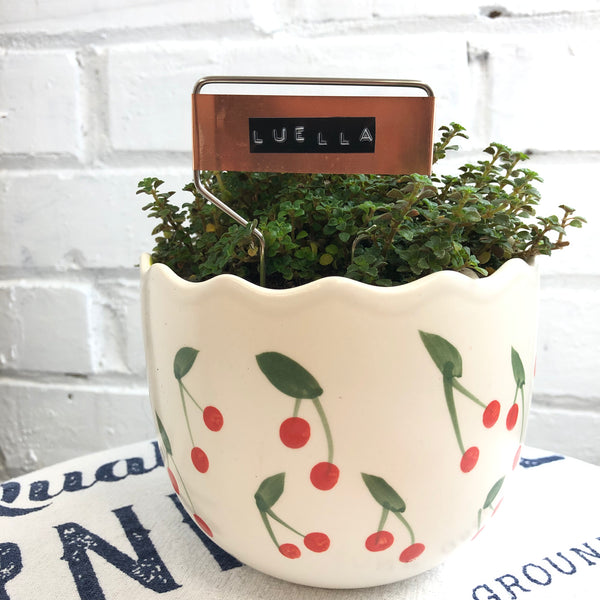 Elaine’s Retro Plants more