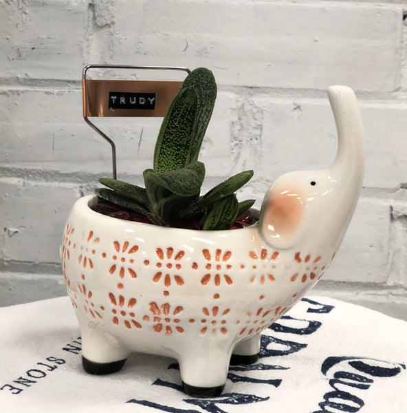 Elaine’s Retro Plants more & more & more