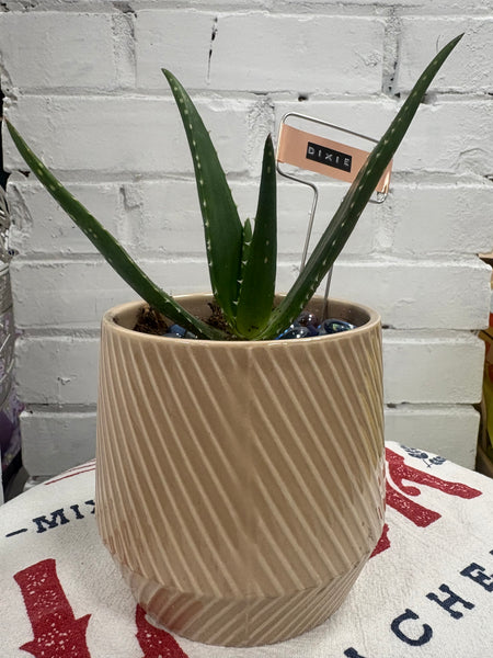 Elaine’s Retro Plants more & more & more & more