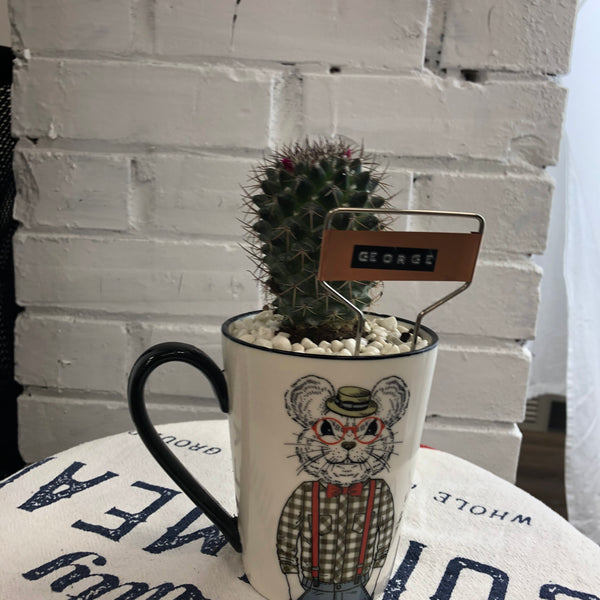 Elaine’s Retro Plants more & more