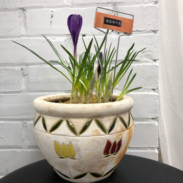 Elaine’s Retro Plants more & more