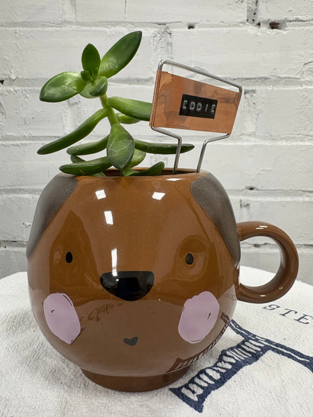 Elaine’s Retro Plants more & more & more & more