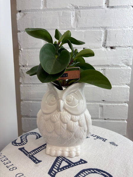 Elaine’s Retro Plants more & more & more & more